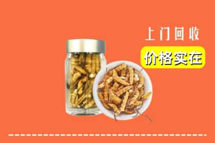 鄂尔多斯康巴什区回收散虫草